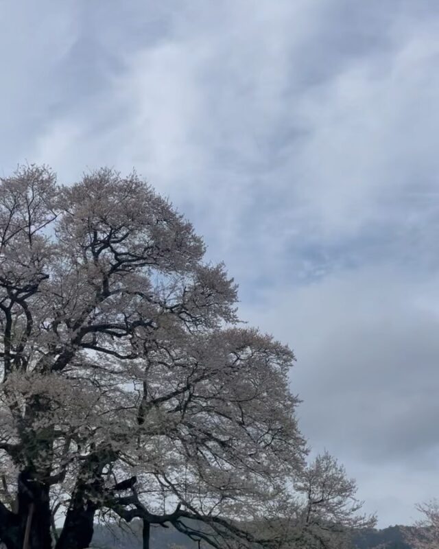 チャリ旅～醍醐桜～9