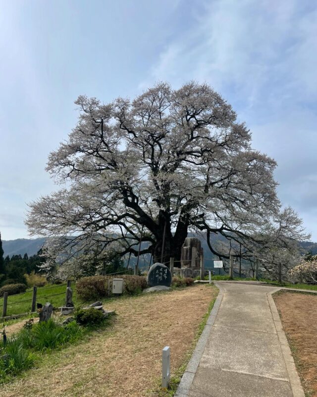 チャリ旅～醍醐桜～1