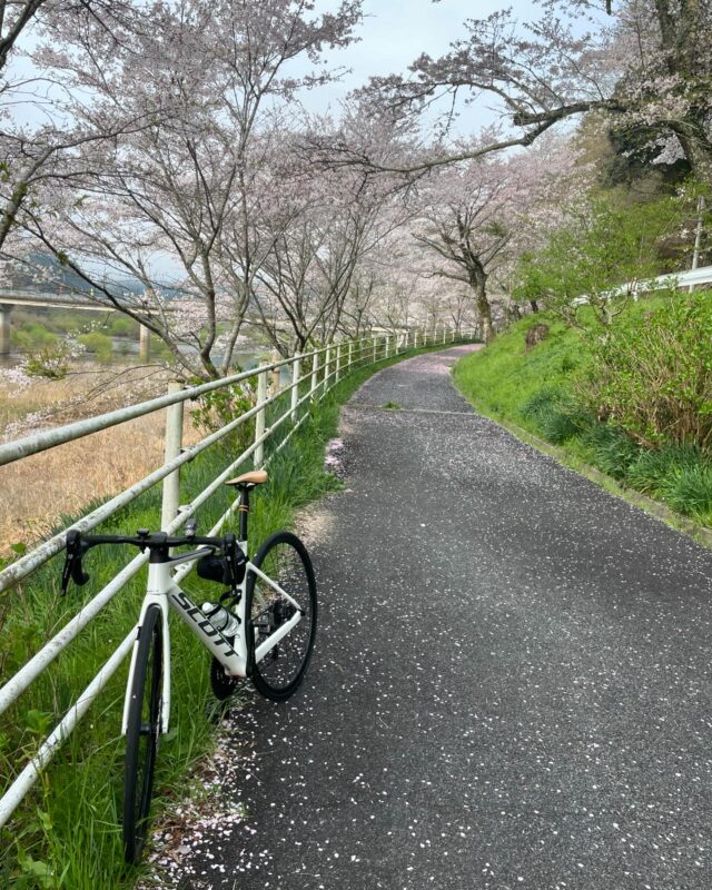 チャリ旅～醍醐桜～5